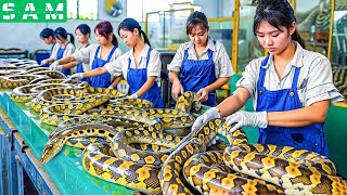 Inside The Most Modern 23 Million Snake Processing Factory In China [upl. by Grosberg]