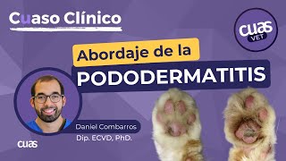 Pododermatitis Plasmocitaria en Gatos 🐈 para Veterinarios abordaje protocolo y diagnóstico [upl. by Holub]