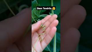 Stem tendrils🤗  Stem tendrils in Bottle guard  biology botany botanyadda Kukubiology [upl. by Nuhsed]