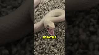 Ce Serpent est Dangeureux mais 🐍 [upl. by Monk]