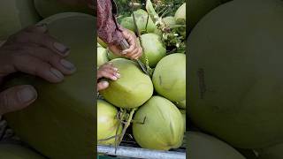 Green Coconut cutting skill [upl. by Sama]