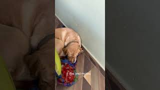 PIXI AUR MUKKU KI FIGHT 😂😵‍💫 cute labrador pitiful pets [upl. by Cherian70]