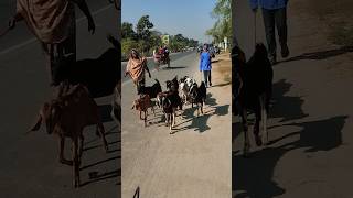 Goat farm bigness ideas Bangla goatfarm ছাগল পালন shorts [upl. by Attenyw119]