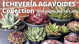 Our ECHEVERIA AGAVOIDES Collection With plant name care and guide [upl. by Eornom68]