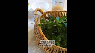 Oregano Tea 花薄荷牛至茶🌱🍵 [upl. by Nore81]