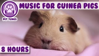 8 Hour Music Video for Guinea Pigs Natural Stress and Anxiety Relief for Guinea Pigs [upl. by Otrebilif139]