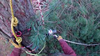 Wycinka drzew trudnych wśród domków letniskowych arborysta arborist treworker rigging wycinka [upl. by Aremus]