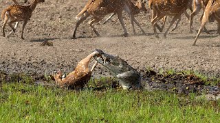 Crocodile Attack at the Watering Hole  Planet Earth III  BBC Earth [upl. by Yniar810]