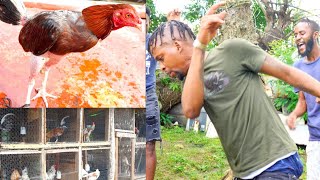 fowl fight in jamaica parin vybz stable vybz [upl. by Robers]