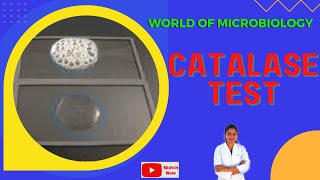 Catalase Test  Tamil  Identification of Bacteria by Biochemical Test  Slide and Tube Test [upl. by Nyrem]