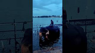 💥ஸ்ரீரங்கத்தில்🕕காலை 600 மணி அளவில் நான் 👀🐘கண்ட காட்சி shotsfeed elephant vlog srirangam shots [upl. by Motch]