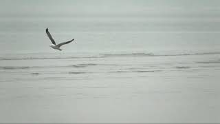 Les goélands en vol au ralenti à Blonville sur mer le 23 avril 2019 [upl. by Player809]