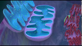 Mitochondria  the powerhouse of the cell  3D animated [upl. by Luba490]