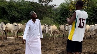 Danjuma the Cow Seller for Detty December  Latest Hausa Funny Skits [upl. by Knoll247]