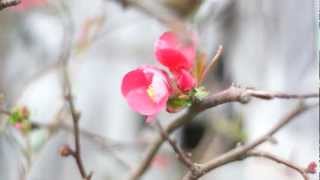 Chaenomeles japonica  Japanische Quitte [upl. by Olatha]