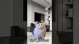 Котик готовится женится 😱 рек жиза cat рекомендации кот котики youtubeshorts мем приколы [upl. by Innoj356]