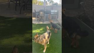 How Belgian Malinois eludes 2 German shepherds 😂💪belgianmalinois germanshepherd trending dog [upl. by Amoreta]