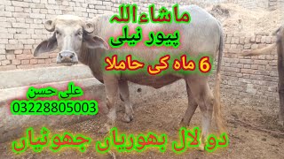 watch piure nili jhotian for sale in Punjab Pakistan on you tube 20241110 November [upl. by Anigriv]