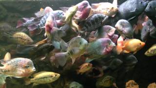 5300 L  Big American Cichlids  feeding time  wwwcichlidklubsk [upl. by Adnilram265]