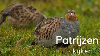 Patrijzen kijken  Observing Grey Partridges 524 [upl. by Aicire]