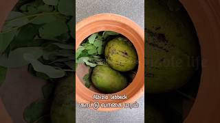 Natural ripening of mangoes Albizia lebbeck  mangoes nature shorts [upl. by Onairpic]