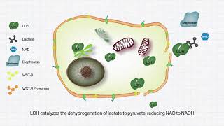 BIOMAX QuantiLDH™ Cytotoxicity Assay Kit [upl. by Drhacir701]