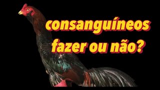 Consanguíneos fazer ou não [upl. by Deron42]