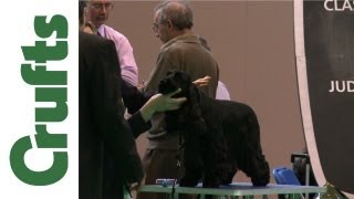 Crufts 2012  Spaniel Cocker Best of Breed [upl. by Noloc458]