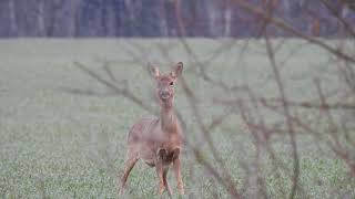 UN CHEVREUIL ABOIE  Capreolus capreolus [upl. by Ettereve]