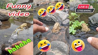 Catching frog funny make you laugh  cute frog jumping funny  funny catch frog video [upl. by Akeihsat]