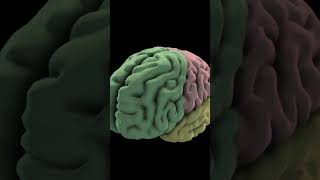 3D ANIMATED BRAIN  ANIMATION SHORT [upl. by Hafital]