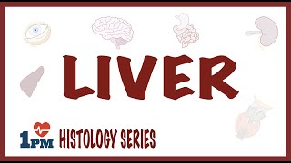 Liver Histology [upl. by Hanikehs784]