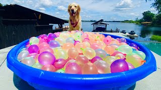 DOGS FIRST REACTION TO WATER BALLOONS [upl. by Htinnek]