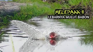 MELEDAK  CASTING IKAN GABUS BEGITU JELAS LEBAR NYA MULUT IKAN BABON MENELAN UMPAN AS179 [upl. by Caryn]