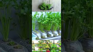 Easy coriander cultivation at home YouTube shortsreels videos [upl. by Monson]