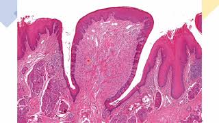 HISTOLOGÍA DEL APARATO DIGESTIVO II LENGUA Dra Margarita De Lima E [upl. by Forland]