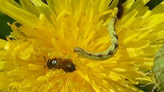 Eupithecia Moth Caterpillar amp Ligated Furrow Bee [upl. by Nawoj]