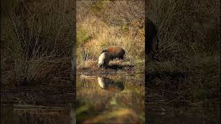 RARE Bush pig sighting  Marataba Game Reserve  South Africa [upl. by Enilarac]