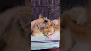 A mother cat being mean to her kittens is really funny funny cat kitten catlover [upl. by Poland]