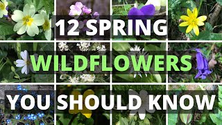 12 Spring Wildflowers You Should Know [upl. by Yelroc]