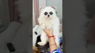 🐶FUNNY DOGS🐶 Perritos Graciosos 😂versión POMERANIAN dog funnyanimals pomeranian [upl. by Harihs]