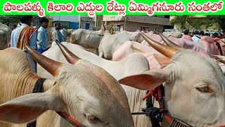 Yemmiganur MarketMilkteeth Khilari bulls Ox priceKhilari CattlesYemmiganur Sunday market [upl. by Van115]