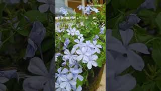 Plumbago Flower  Blue Plumbago  Cape Leadwort plantscience4u [upl. by Lramaj]