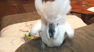 Super Vocal Birds  Funny Bird Video Compilation 2020 [upl. by Darreg]