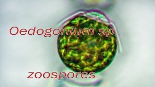 Oedogonium zoospores release [upl. by Tolland124]