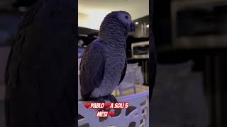 Cenerino a soli 5 mesi ♥️pablo15♥️Inteligente e tremendo 😂 cenere parrot [upl. by Studnia]