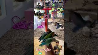 আমাদের পাখির খামার Our bird farm [upl. by Beata]