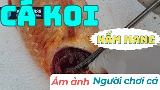 Cá koi bị nấm mang Nỗi ám ảnh của người chơi cá koi  cá koi KHV  Thủy sản Hùng Tiến [upl. by Voltz]