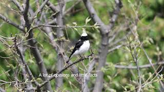 Finschs wheatear or Pied Wheatear x Blackeared Wheatear hybrid in Bulgaria [upl. by Mossberg24]