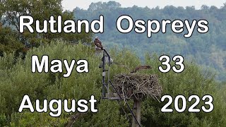 Rutland Ospreys Maya amp 33  Aug 2023 [upl. by Nelrac]